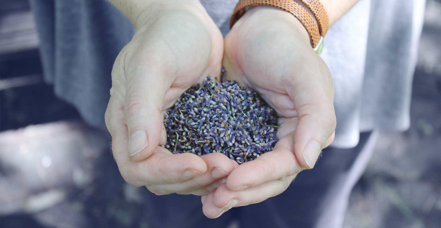 Lavender